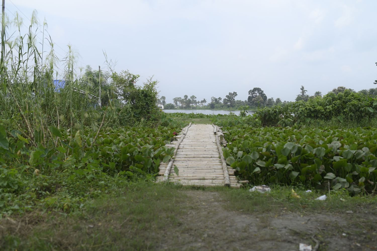 A bamboo causeway crossing a pond thick with water hyacinth in rural Howrah